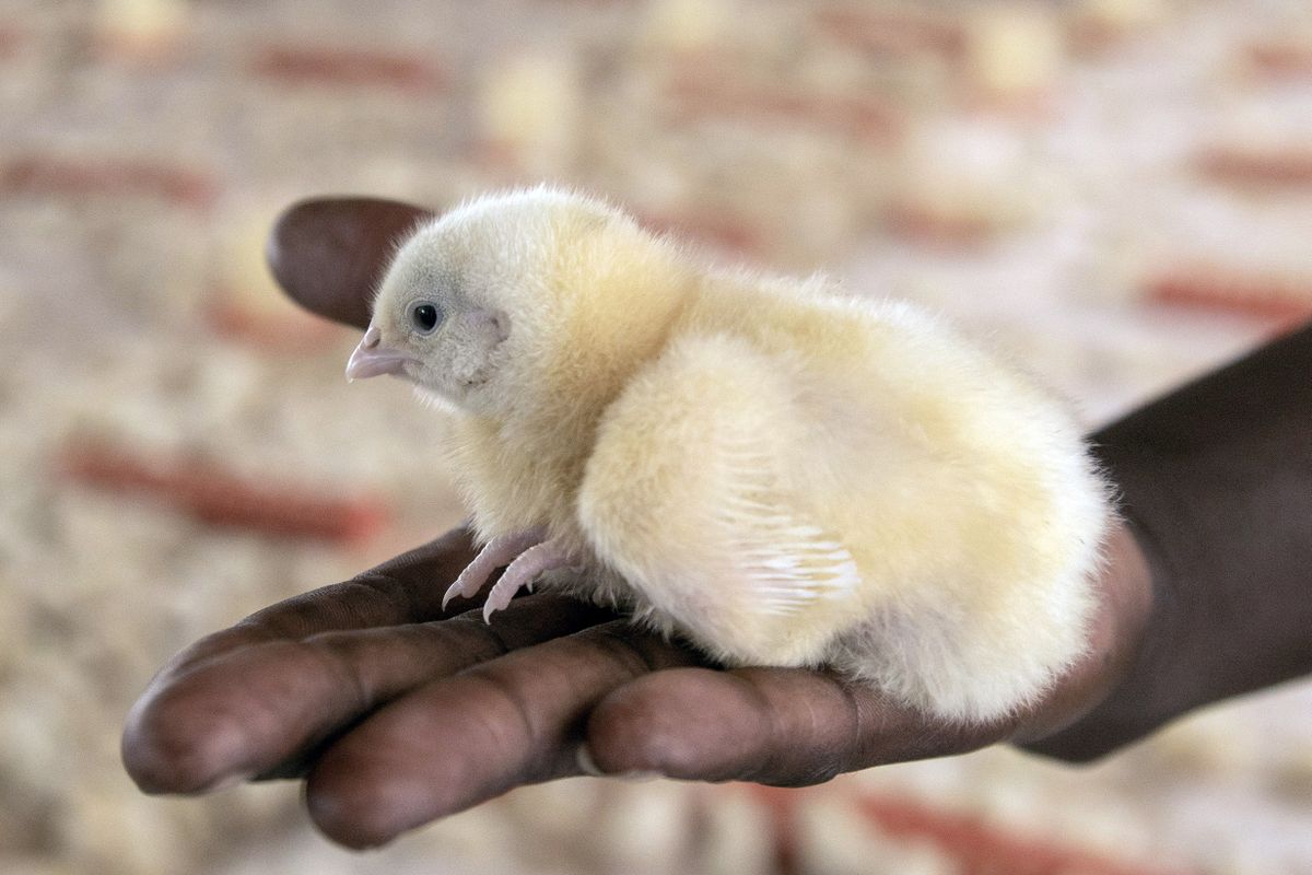 Zimbabwe Farmers Feed ARVs to Chickens in Bid to Boost Growth and Profits