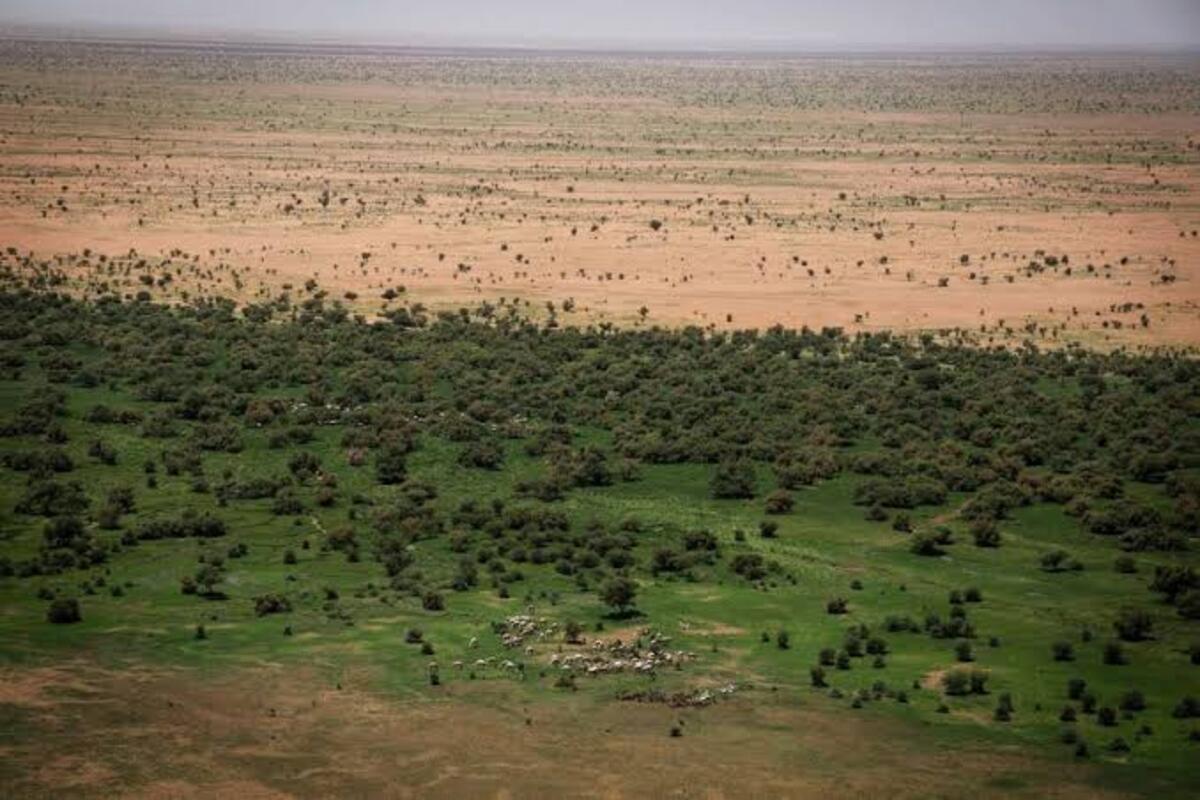 The Great Green Wall: Africa’s Race to Restore the Sahel