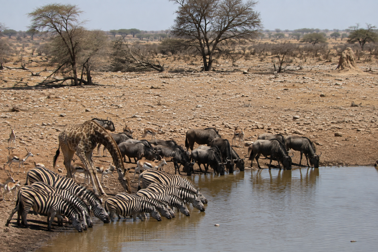 As Kenya experiences changing rainfall and increasing climate pressure, reliable water and healthy habitats are becoming increasingly important to wildlife and the communities that share these landscapes.