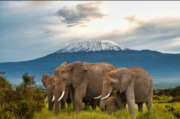 Kenya’s Wildlife: The Story Beyond Tourism