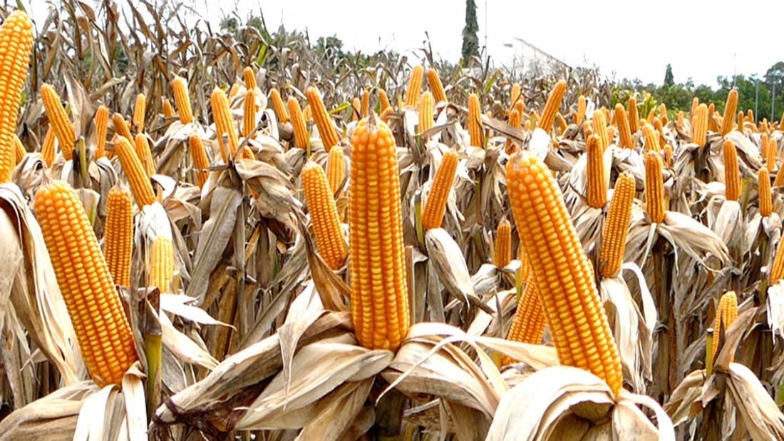 Zambia Records Biggest Maize Harvest on Record