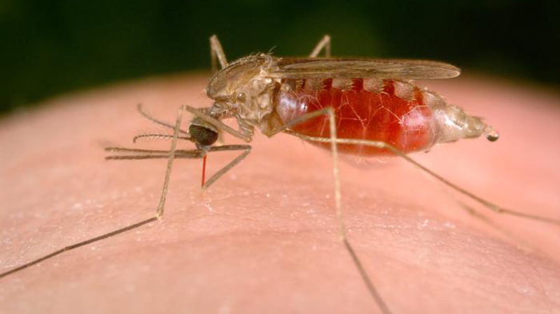 World Mosquito Day: Tiny Insect, Global Impact