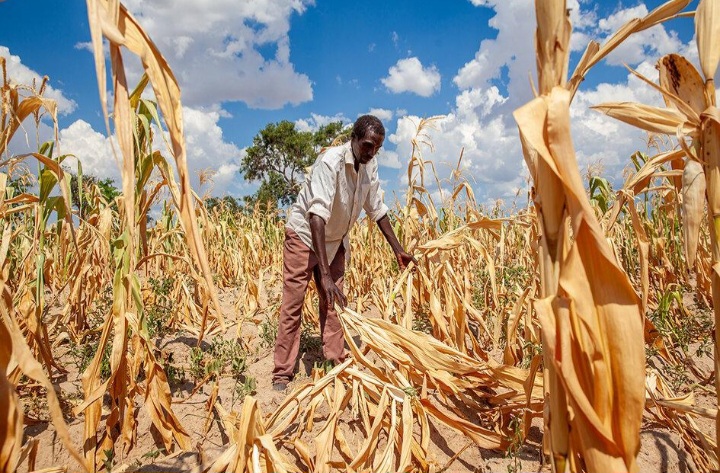 Africa’s Next Climate Shock: What a Super El Niño Could Mean for Food, Jobs and Prices