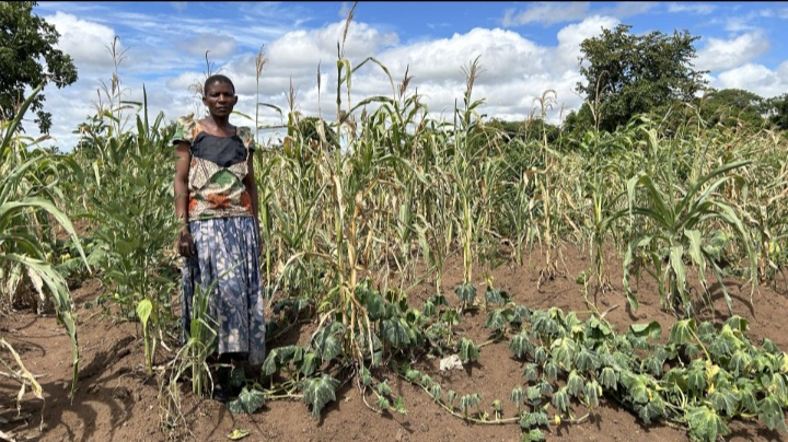 Drought can leave maize crops stunted or completely destroyed, putting both household food supplies and farmers' incomes at risk.