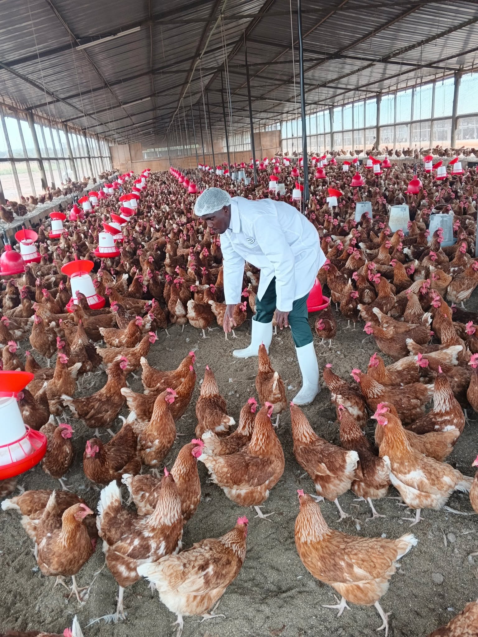 Ruttoh Onesmus with hens at Dheiton Ventures Ltd in Nyahururu, Kenya, where eggs are processed into value-added products.