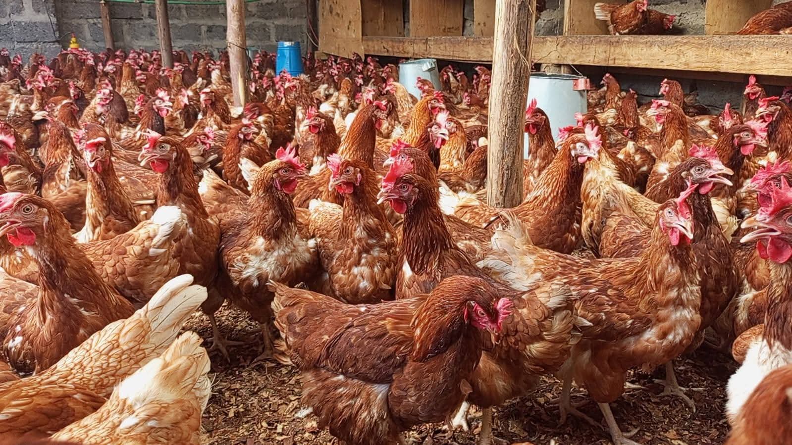 Poultry farming: A new goldmine for youth in Kenya
