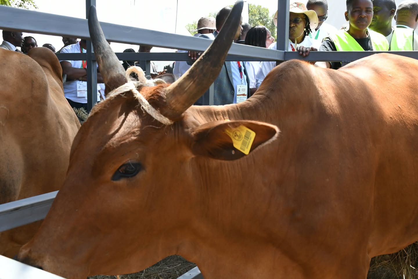 Traceability System (ANITRAC) use RFID and electronic ear tags paired with mobile databases.